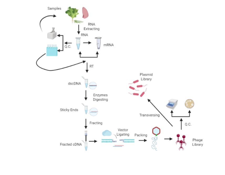 Fulllength cDNA Library Construction LifeScience Technology